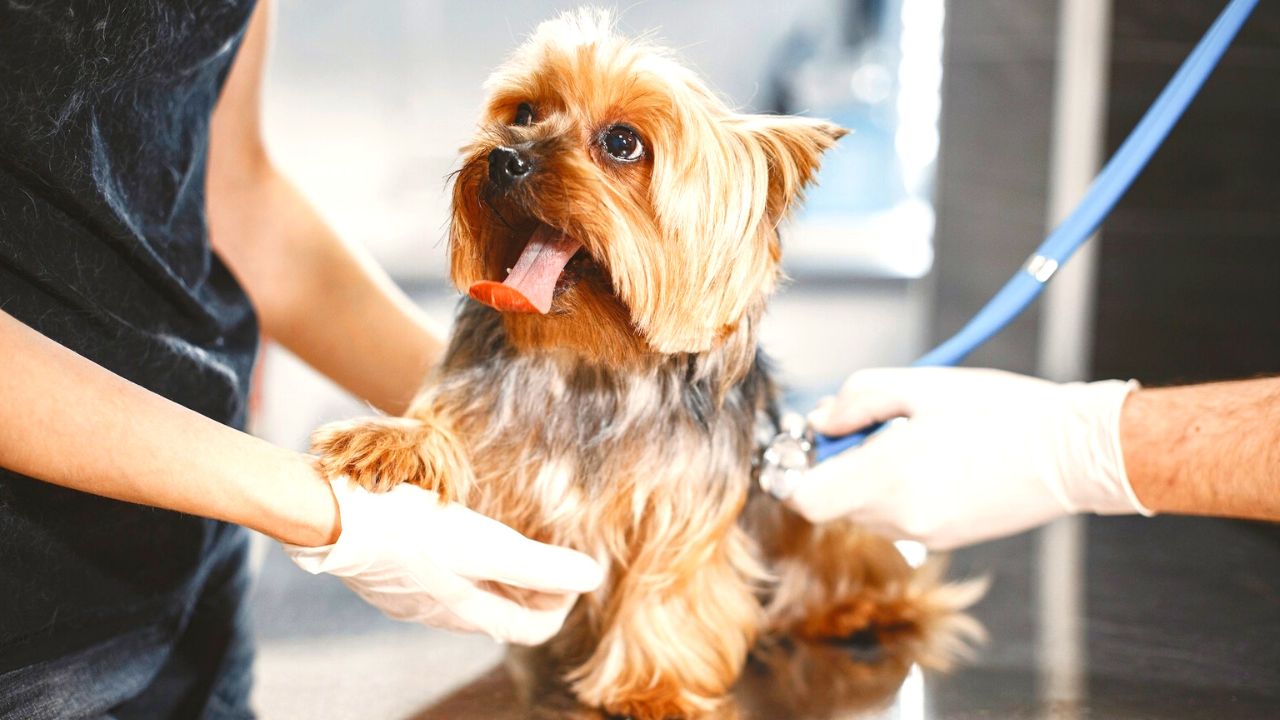 Top 10 Health Concerns Every Dog Owner Should Know