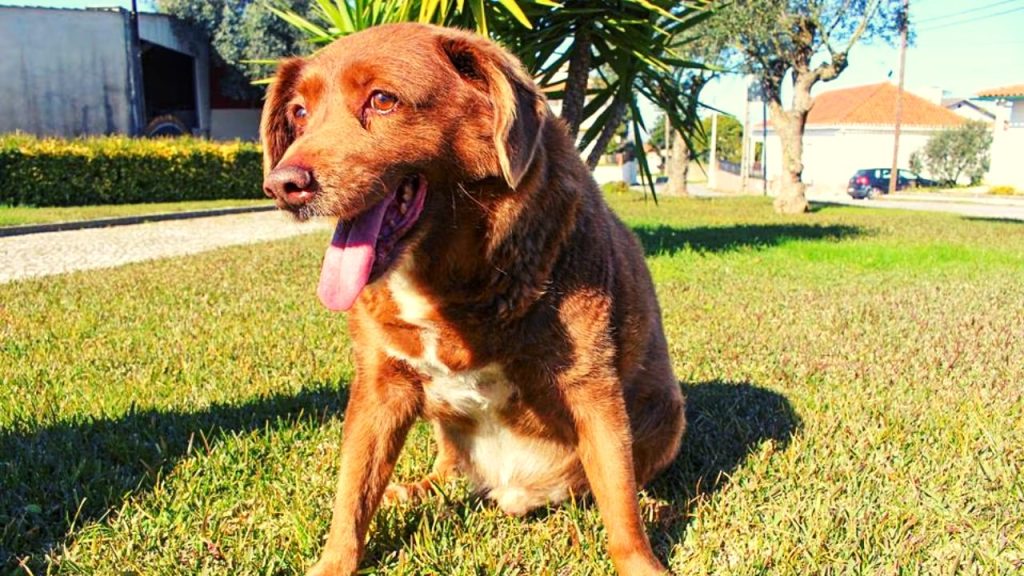 Bobi, a Portuguese Rafeiro do Alentejo dog, Celebrated His 31st Birthday