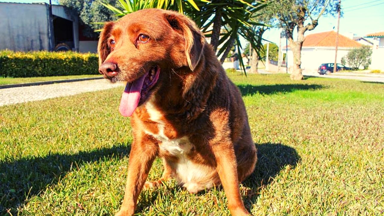 Bobi, a Portuguese Rafeiro do Alentejo dog, Celebrated His 31st Birthday Bobi, a Portuguese Rafeiro do Alentejo dog, Celebrated His 31st Birthday