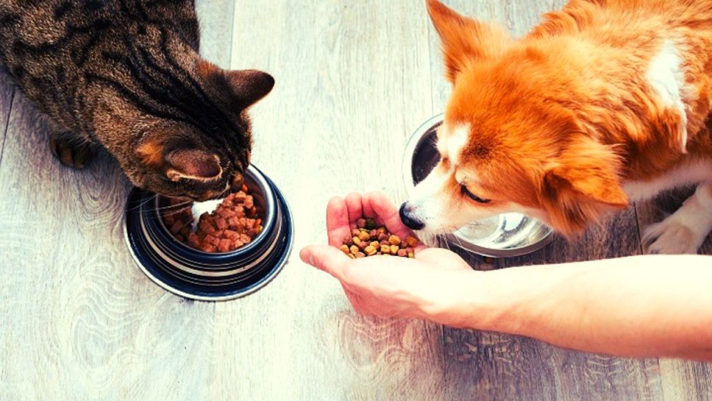 Insect Based Malaysian Pet Food Gets EU Approval