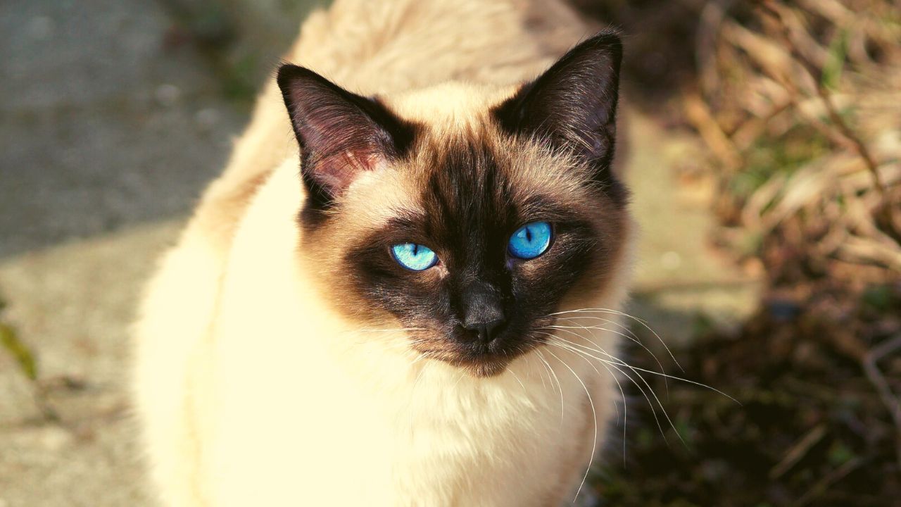 Siamese Cat: FAQ 101 (With Price and Lifespan)