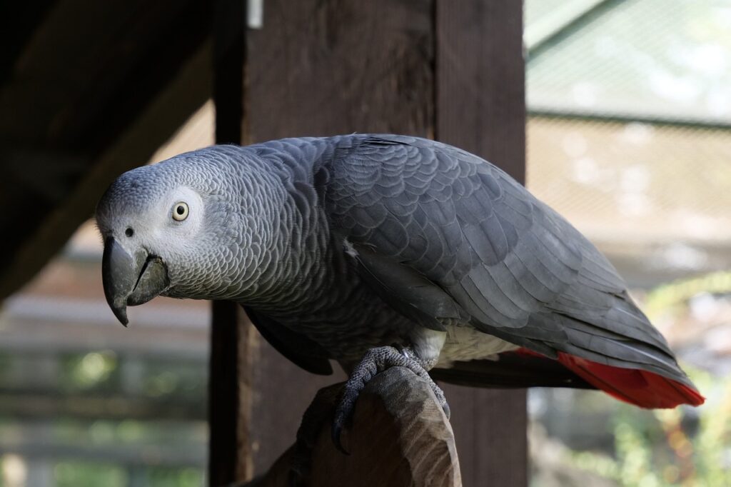 Parrot Price in India (Different Legal Breeds) African Grey Parrot