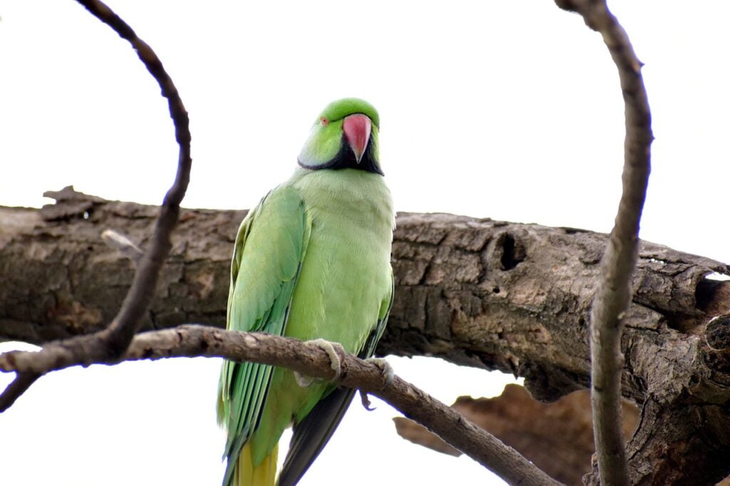 Parrot Price in India (Different Legal Breeds) Alexandrine Parrot