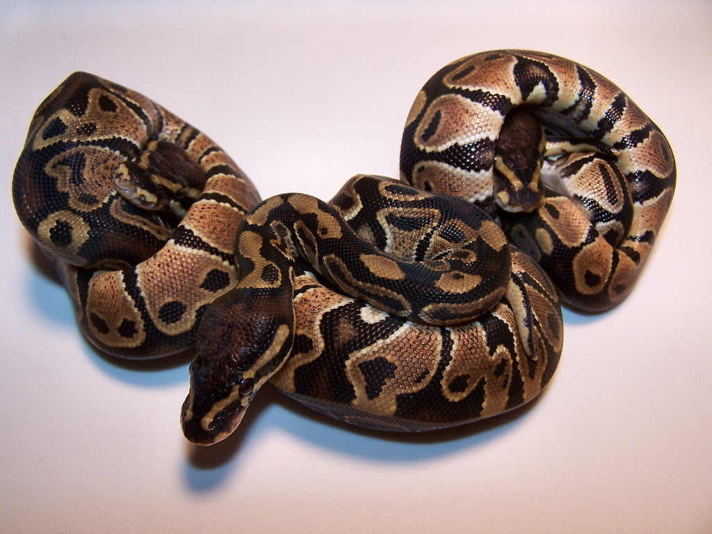 7 Reptiles That are Allowed as Pets Outside India Ball Python