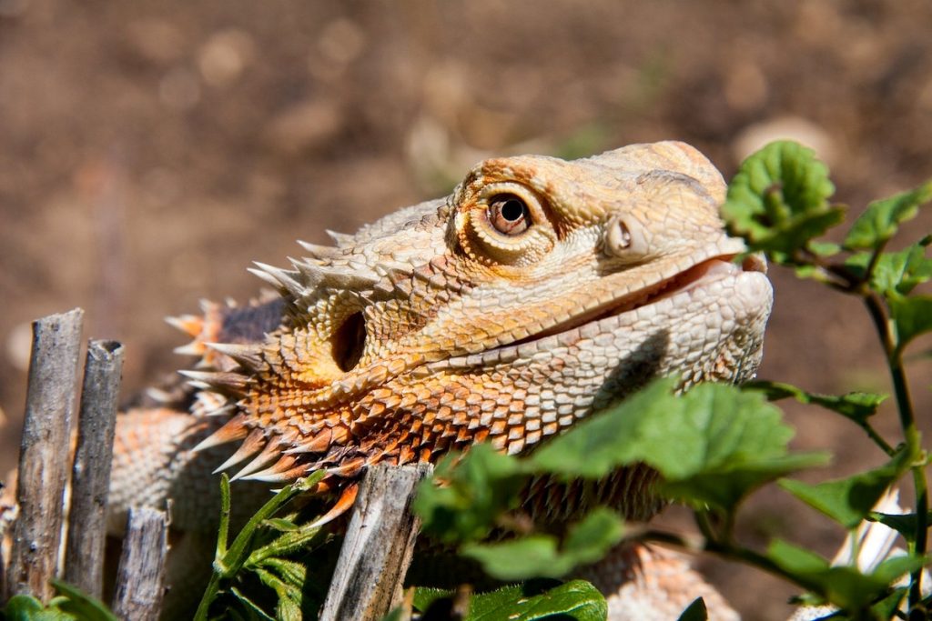 7 Reptiles That are Allowed as Pets Outside India Bearded Dragon