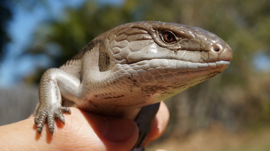 7 Reptiles That are Allowed as Pets Outside India Blue Tongue Skink