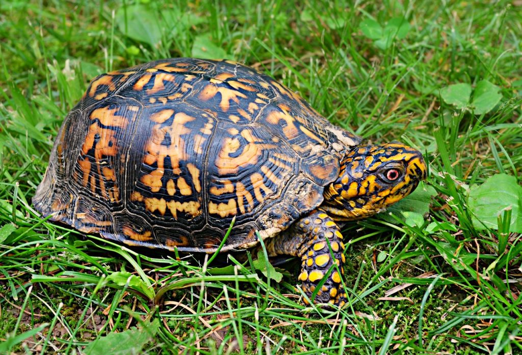 7 Reptiles That are Allowed as Pets Outside India Box Turtle