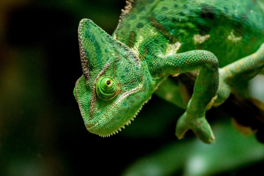 7 Reptiles That are Allowed as Pets Outside India Chameleon