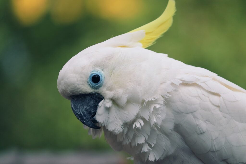 Parrot Price in India (Different Legal Breeds) Cockatoo Parrot