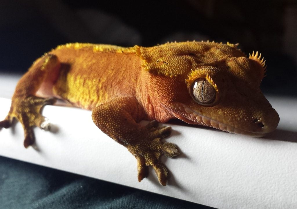 7 Reptiles That are Allowed as Pets Outside India Crested Gecko