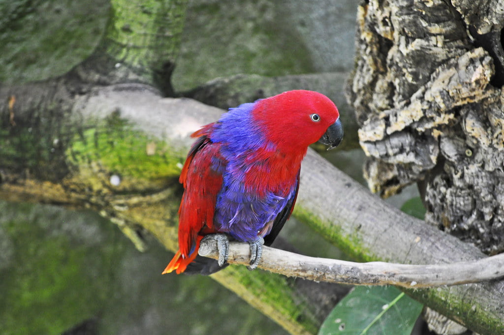 Parrot Price in India (Different Legal Breeds) Eclectus Parrot