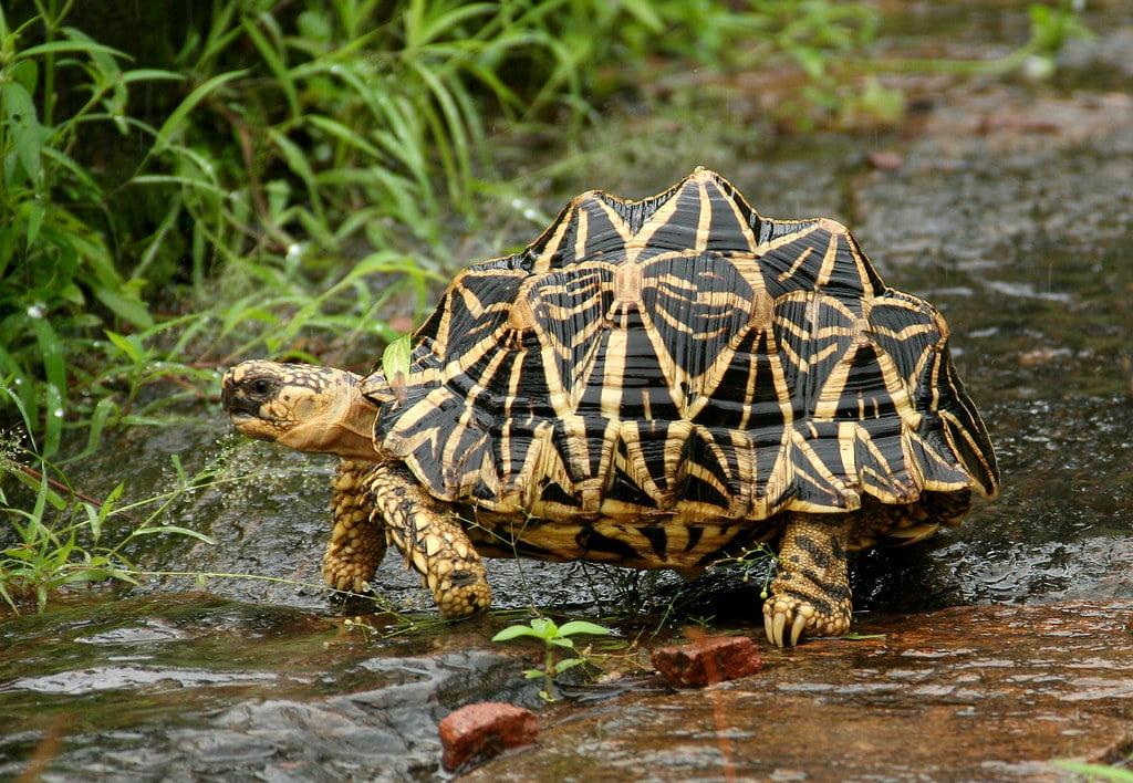 7 Reptiles That are Allowed as Pets Outside India Indian Star Tortoise