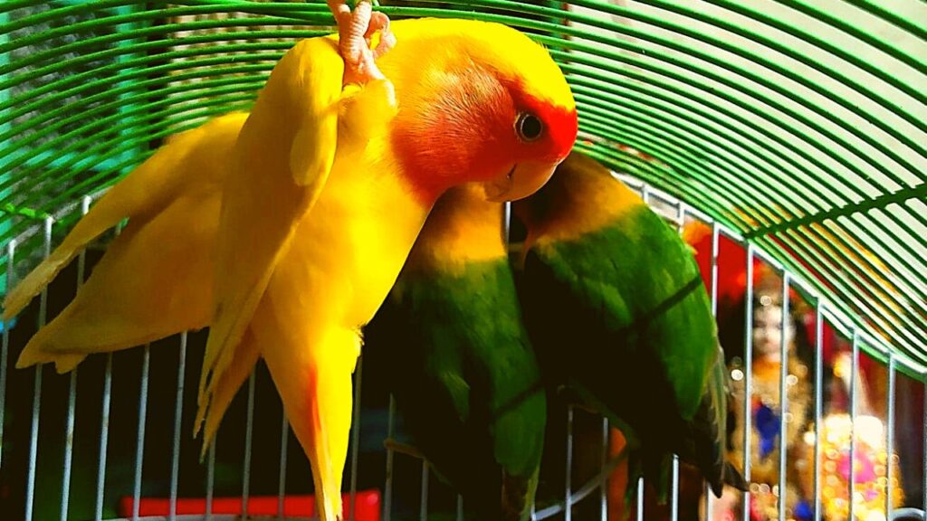Love Birds Price in India, lifespan, legality and Faqs