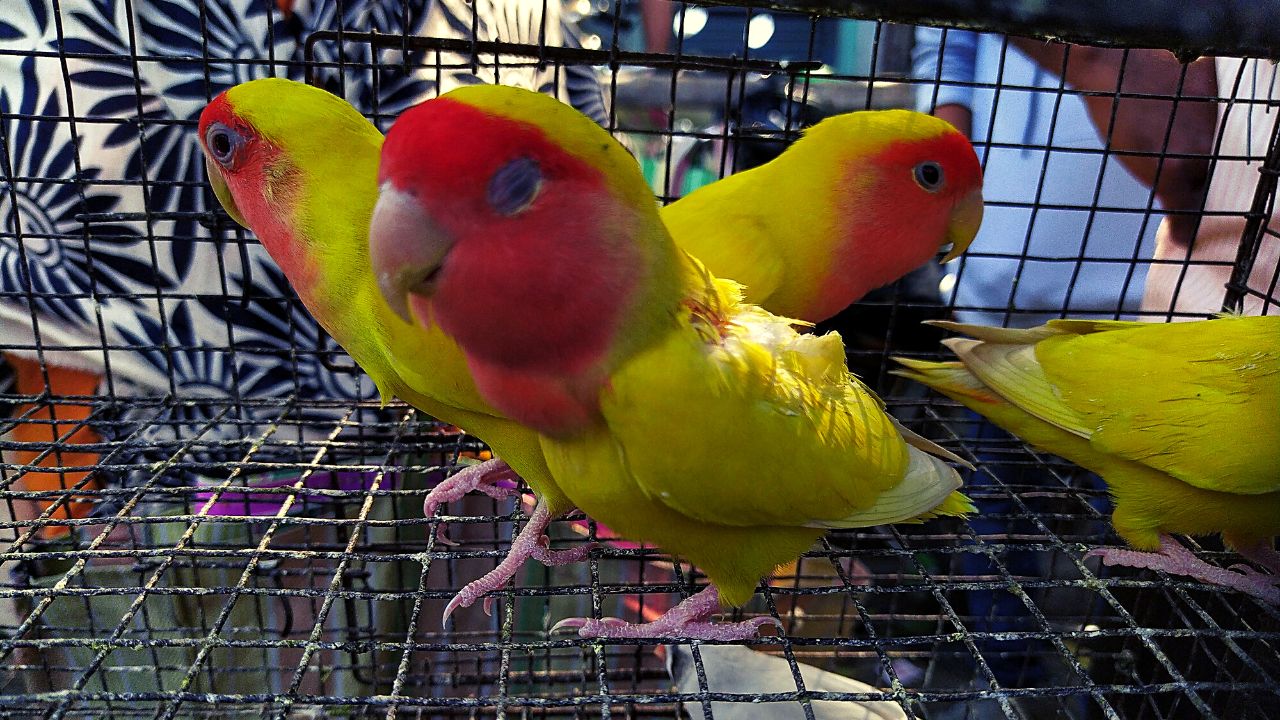 Love Birds Price in India, lifespan, legality and Faqs