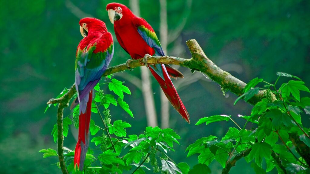 Parrot Price in India (Different Legal Breeds) Macaw Parrot