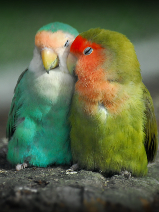 Love Birds: 8 Incredible Facts