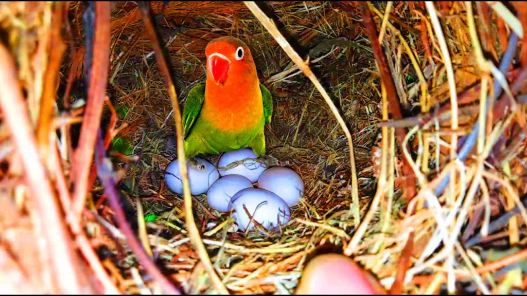 The Ultimate LoveBird Care Guide for Beginners image