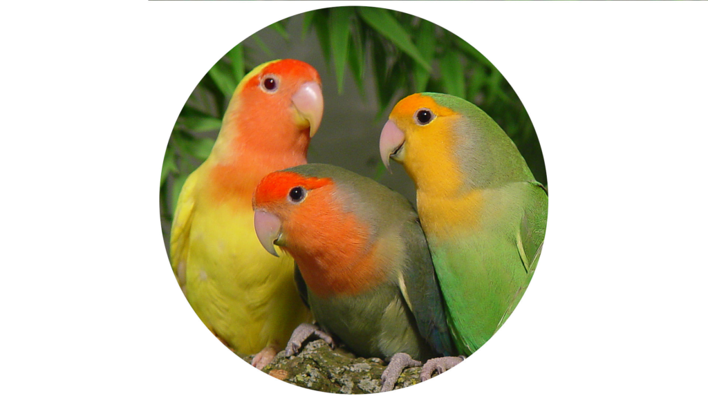 The Ultimate LoveBird Care Guide for Beginners image