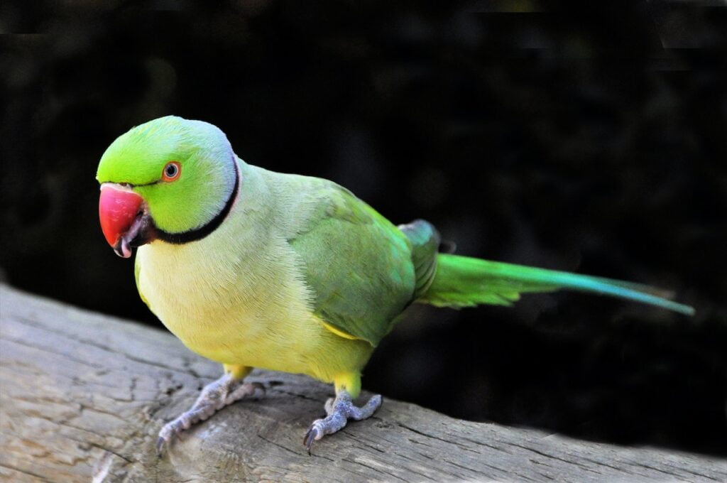 Parrot Price in India (Different Legal Breeds) Indian Ringneck Parrot