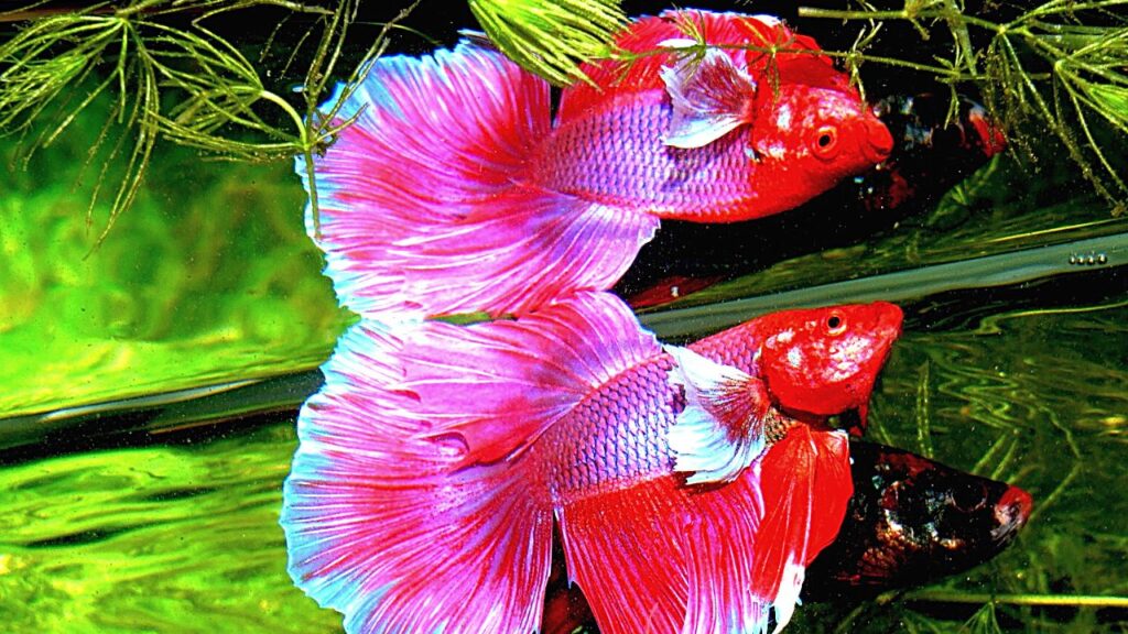 betta-fish-care-101-a-beginner-s-guide