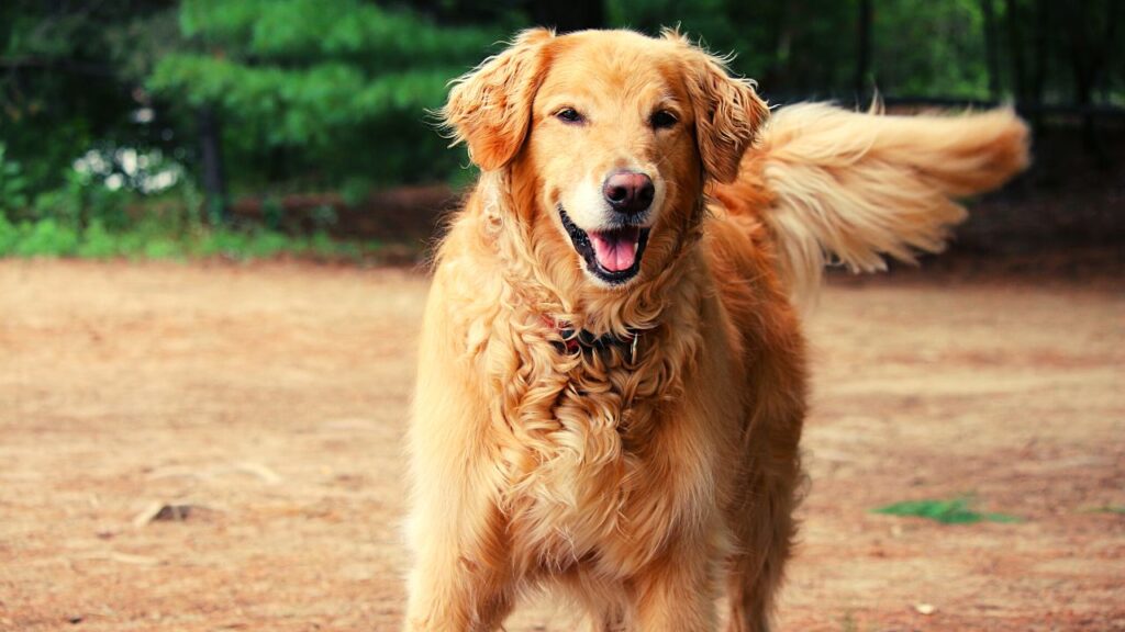 Golden Retriever Price in India, Lifespan &Profile Golden Retriever Price in India, Lifespan, Guide, and FAQs