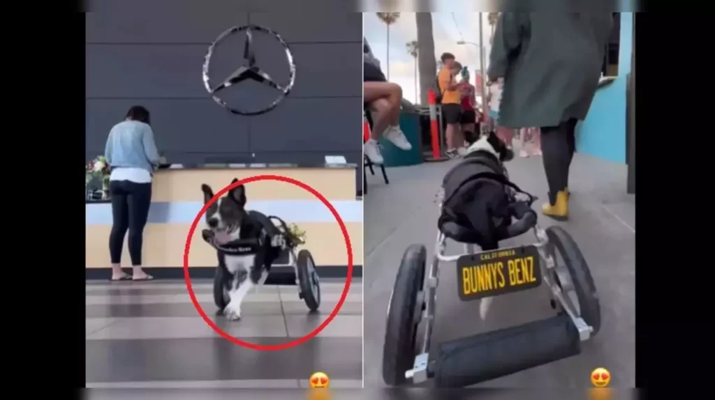 Injured Dog Gets Wheelchair From Mercedes Benz