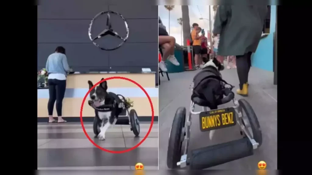 Injured Dog Gets Wheelchair From Mercedes Benz Injured Dog Gets Wheelchair From Mercedes Benz