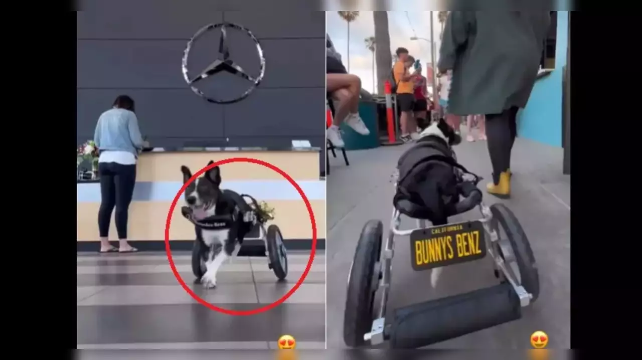 Injured Dog Gets Wheelchair From Mercedes Benz Injured Dog Gets Wheelchair From Mercedes Benz