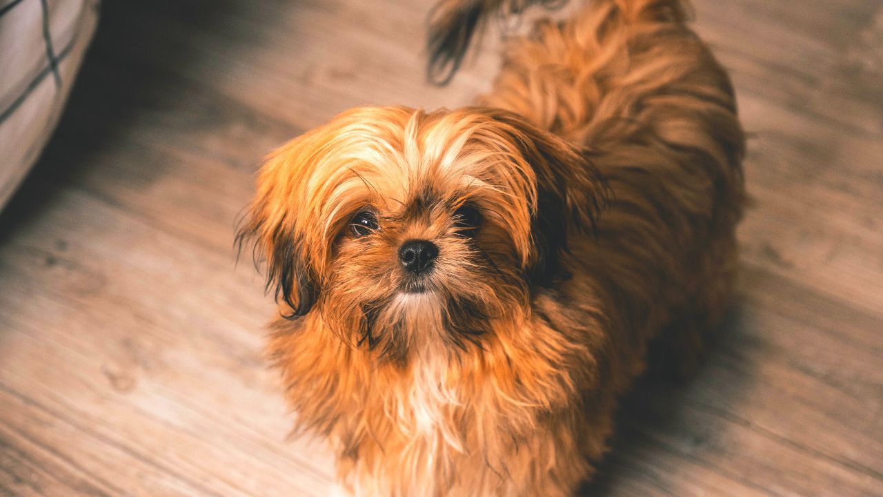 Shih Tzu Price in India, Lifespan, Breed Profile Shih Tzu price in India, Lifespan And FAQs