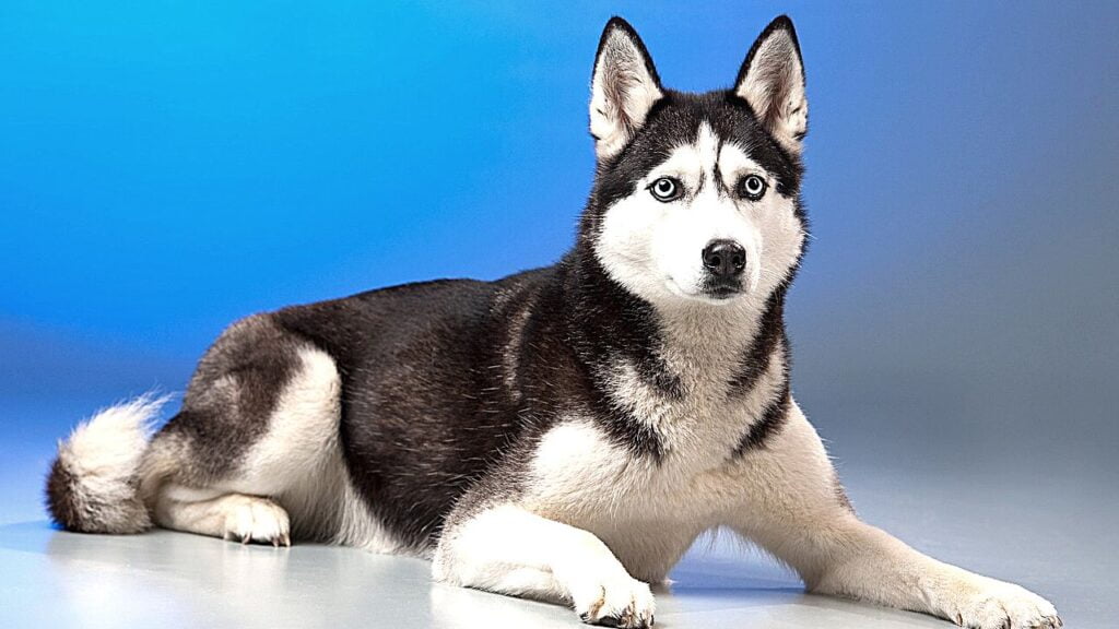 Siberian Husky Puppy Price in India