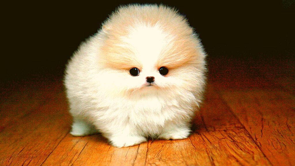 Teacup Pomeranian Price In India, Lifespan, Breed Profile (2024)