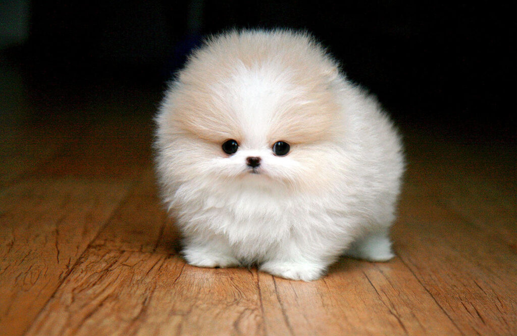 Teacup Pomeranian Price in India, Lifespan and Profile Teacup White Pomeranian Dog Wallpaper