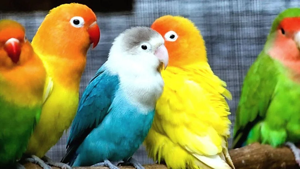 The Ultimate LoveBird Care Guide for Beginners