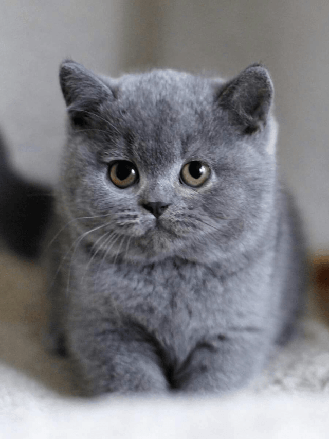 British Shorthair Cats: 10 Fascinating Facts