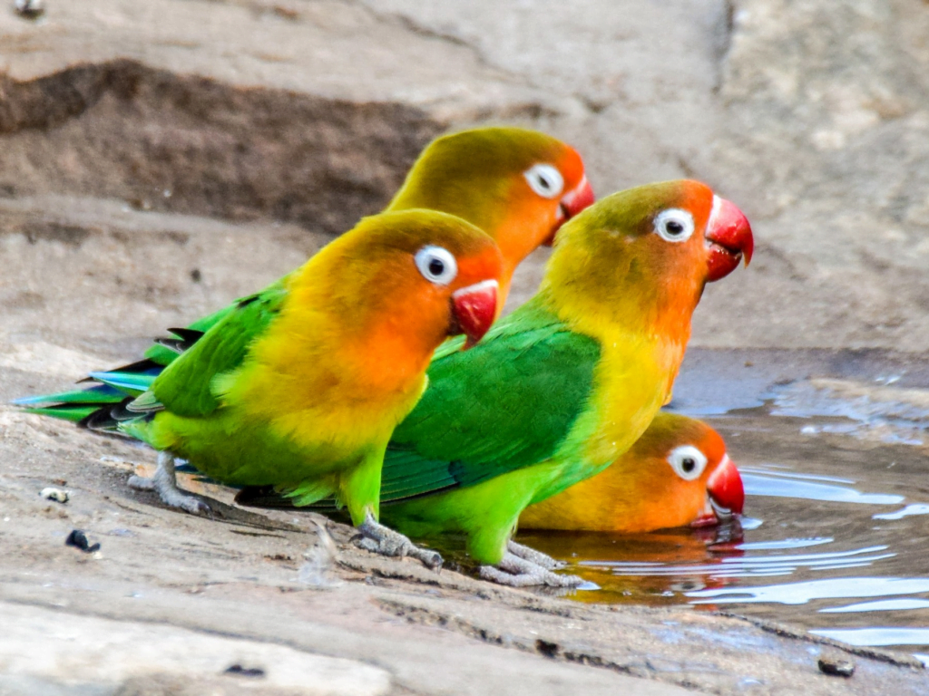 Love Birds Price in India, Lifespan and Profile Fischer's Lovebird