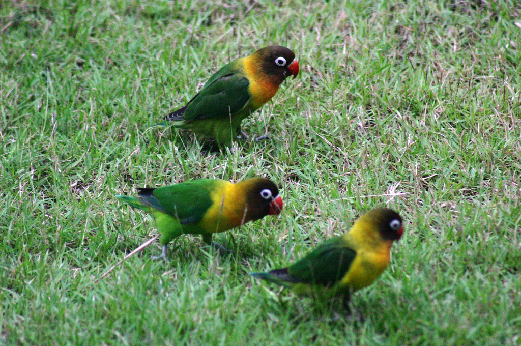 Love Birds Price in India, Lifespan and Profile Masked Lovebird