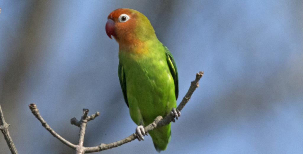 Love Birds Price in India, Lifespan and Profile Nyasa Lovebird