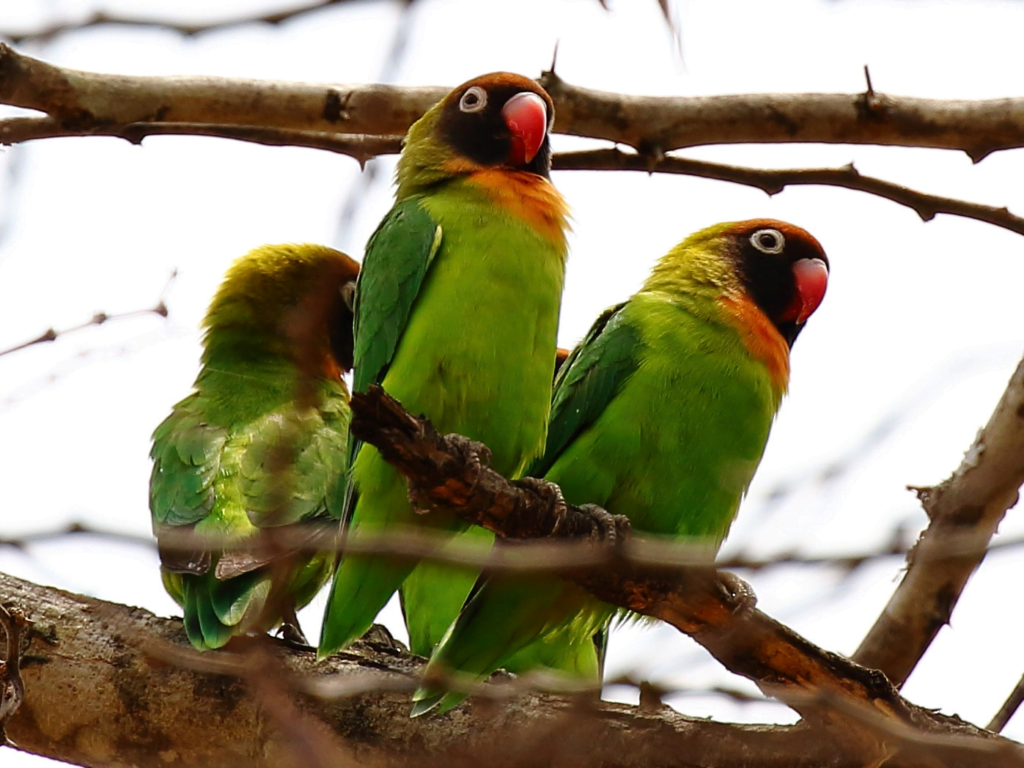 Love Birds Price in India, Lifespan and Profile Black-cheeked Lovebird