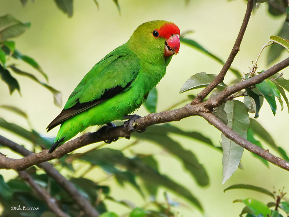 Love Birds Price in India, Lifespan and Profile Abyssinian Lovebird