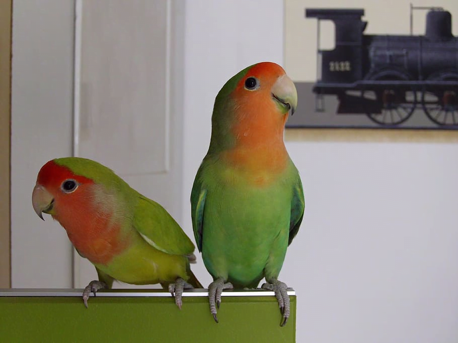 Love Birds Price in India, Lifespan and Profile Peach-faced Lovebird