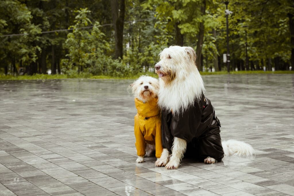Best Raincoats For Dogs in India