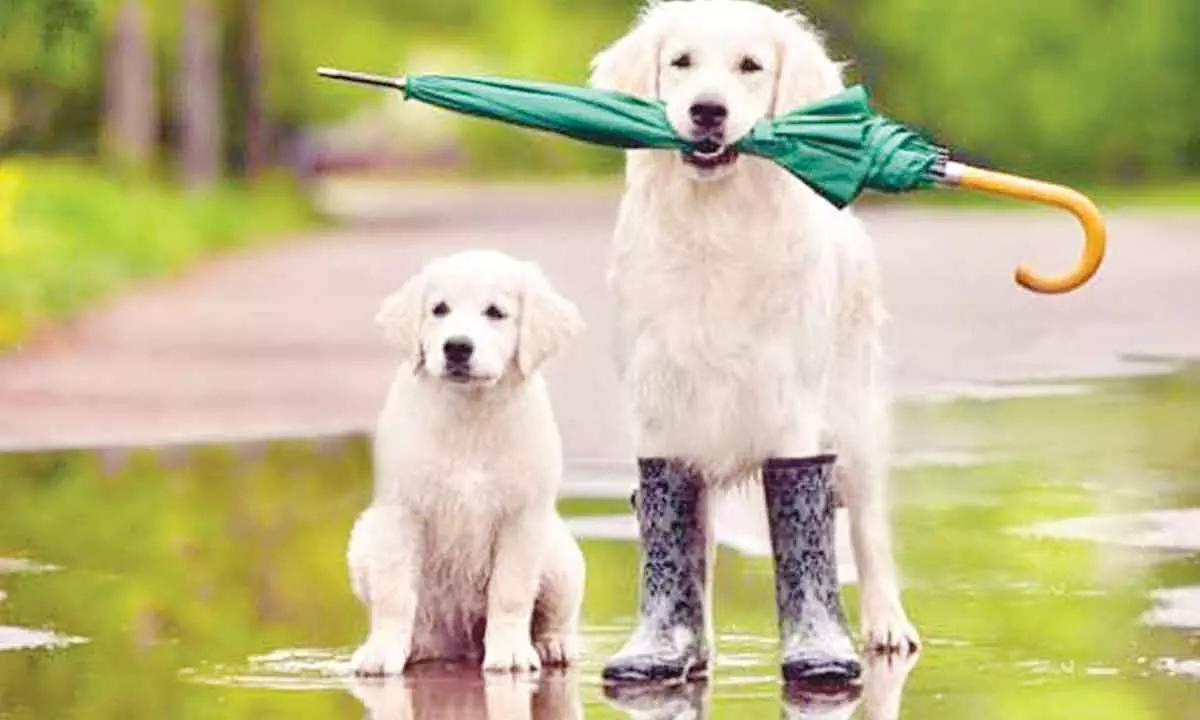Monsoon Dog Care: বর্ষায় পোষা কুকুরদের দরকার বিশেষ কিছু যত্ন বাড়িতে পোষা কুকুর থাকলে বর্ষায় তাদের দরকার বিশেষ কিছু যত্ন