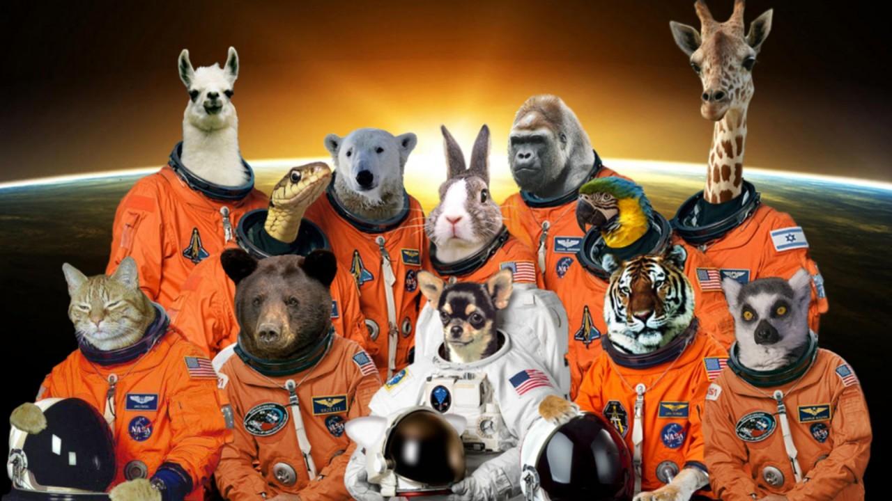 Animals That Have Made Space Travel So Far