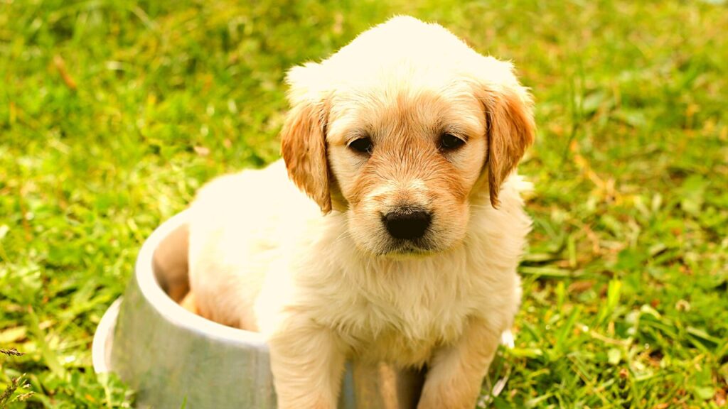 How to Help a Puppy That Won't Eat How to Help a Puppy That Won't Eat