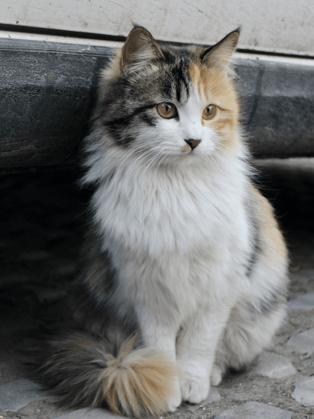 World’s 10 Most Rare Cat Breeds