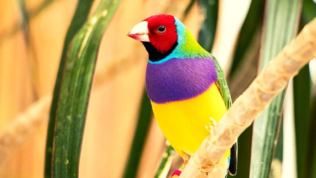 Finch Bird Price In India, Varieties, Lifespan, And Profile (2025)