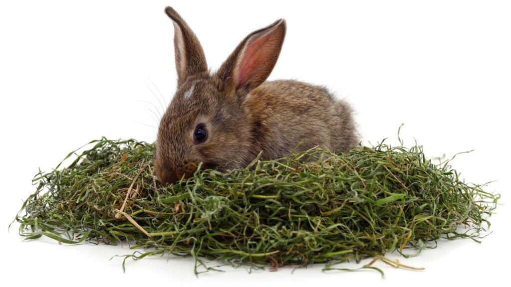 What Should Rabbits Eat Rabbit Diet Plan