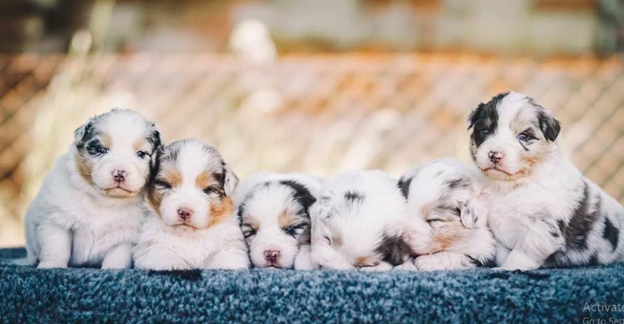 Top reasons that make family-raised puppies a happier and healthier option
