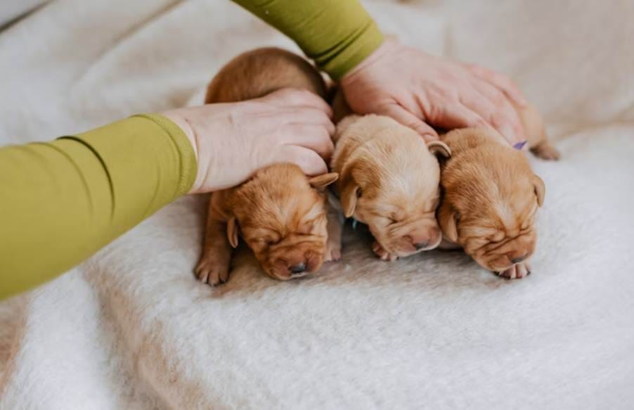 Top reasons that make family-raised puppies a happier and healthier option