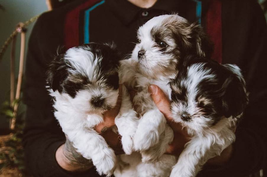 Three adorable puppies being held.